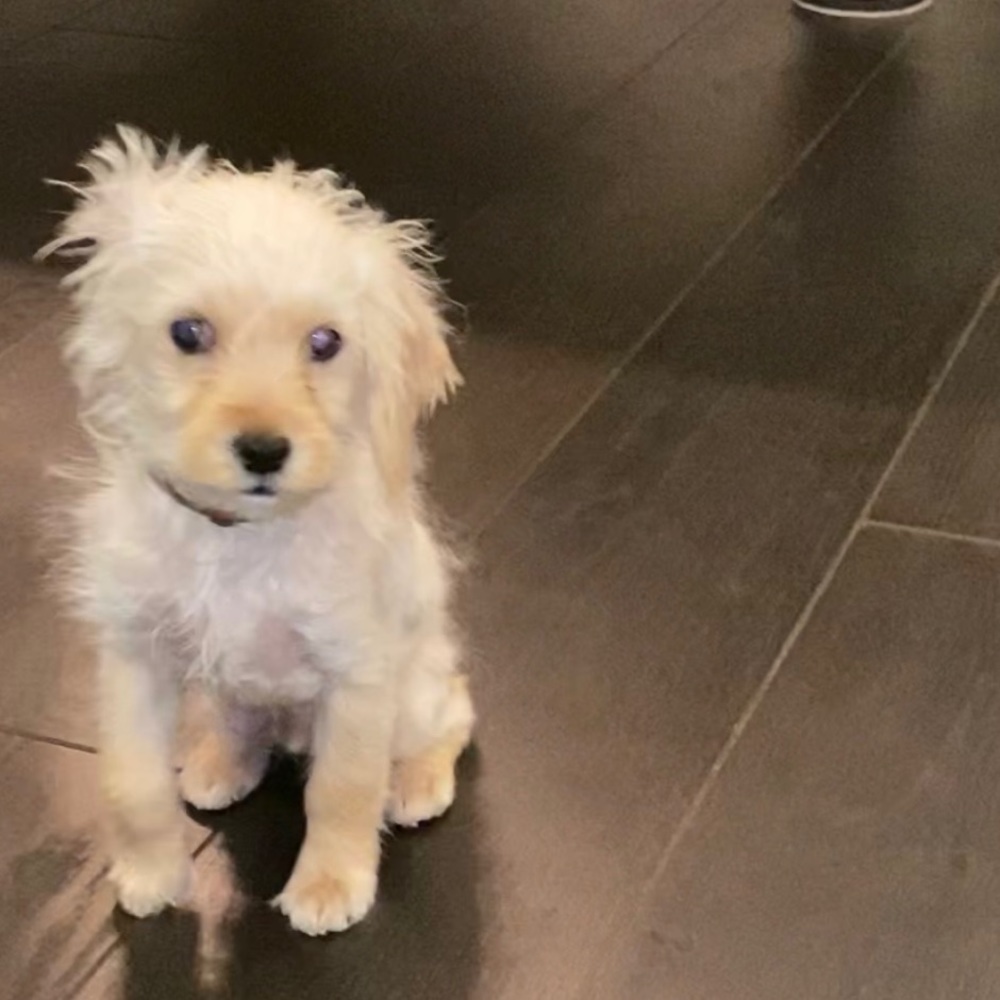 Meet your Posher, Josie